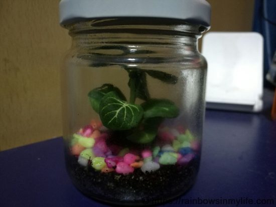 CDAC - Sunshine's terrarium