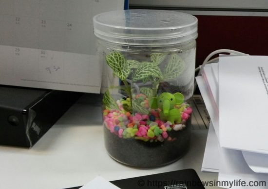 CDAC - mummy's terrarium