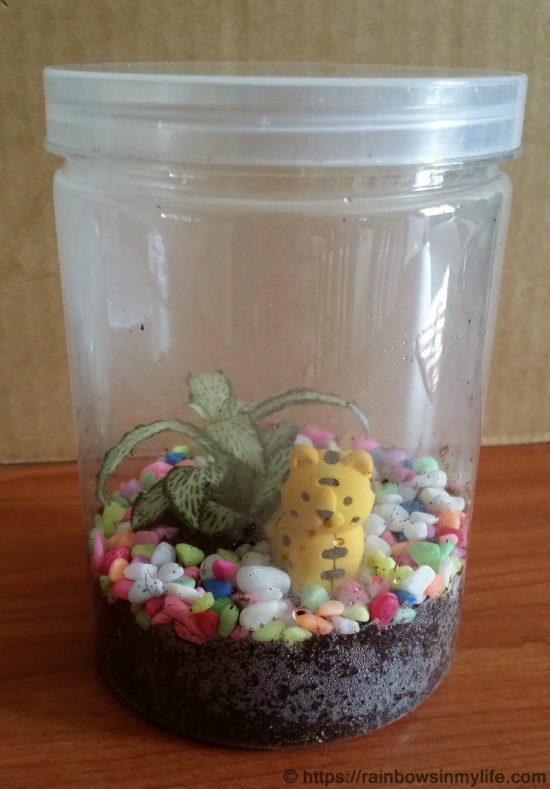 My mini terrarium